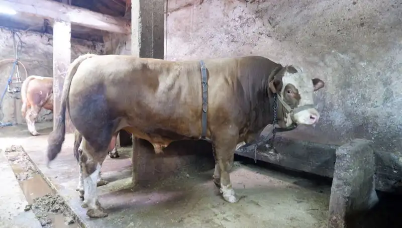 1 Ton 200 Kilo Ürün Satışa Çıktı, Fiyatı Şaşkına Çeviriyor