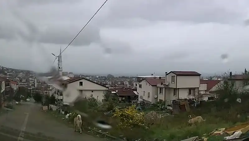 Sahipsiz Köpeklerin Saldırısında Küçük Çocuk Ağır Yaralandı