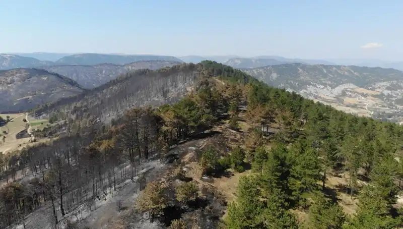Bolu'da Doğa İçin Tarihi Bir Adım: 5 Milyon Fidan Toprakla Buluşuyor
