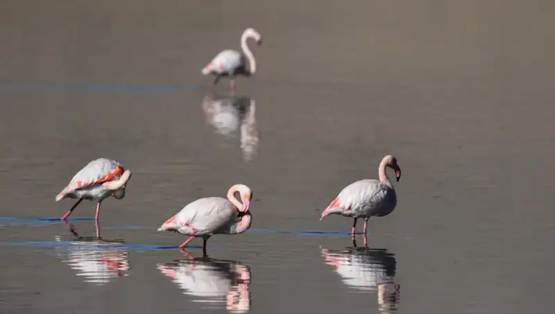 Türkiye'nin Kuş Cenneti Kuraklıkla Mücadele Ediyor: Flamingoların Nüfusu Tehlikede