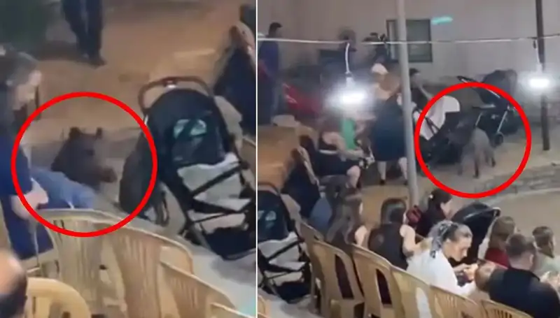Düğün Töreninde Yaban Domuzu Paniği: Misafirler Ne Yapacağını Şaşırdı!