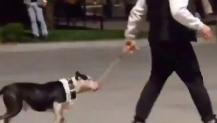 Ağızlıksız Pitbull, Başka Köpekleri Saldırıya Uğrattı: Sahibine Cezai İşlem