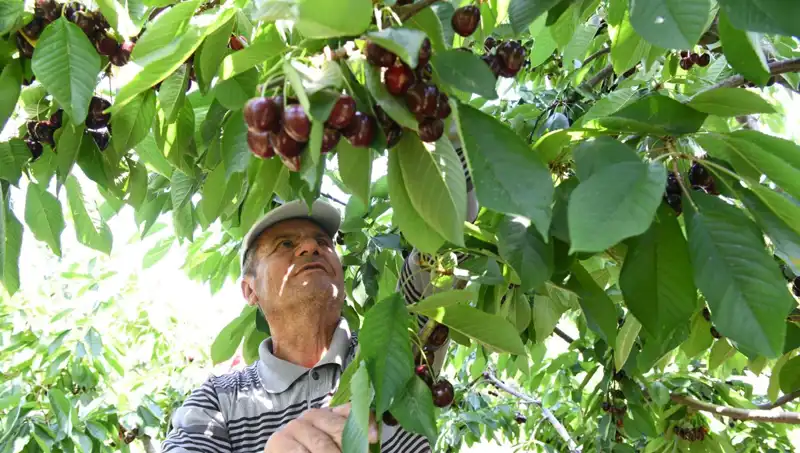Lapseki Devleri: Çay Bardağına Sığmayan Devasa Varlıklar Kimler?