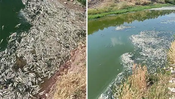 Karasu Çayı'nda Balık Ölümleri Sunuyor: Nihayet Sebebi Araştırılıyor!