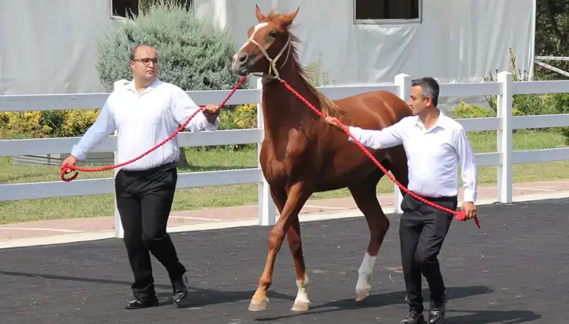 Taşkın Kral: Rekorlarla Dolu Efsanevi Sıradışı Bir Macera