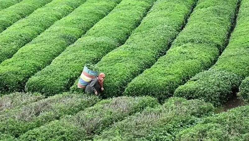 ÇAYKUR Bayramda Yaş Çay Alımına Devam Ediyor: Çiftçilere Destek Sürecek
