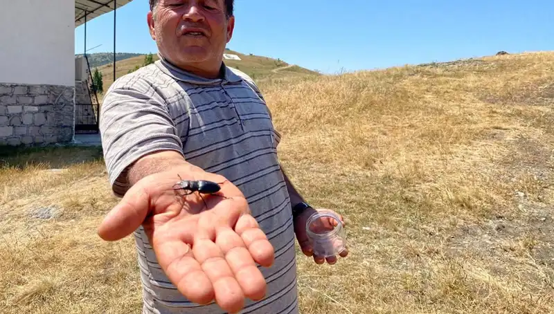 Sivas'ta Görülen Bu Böceği Öldürmenin Faturası: 557 Bin TL!