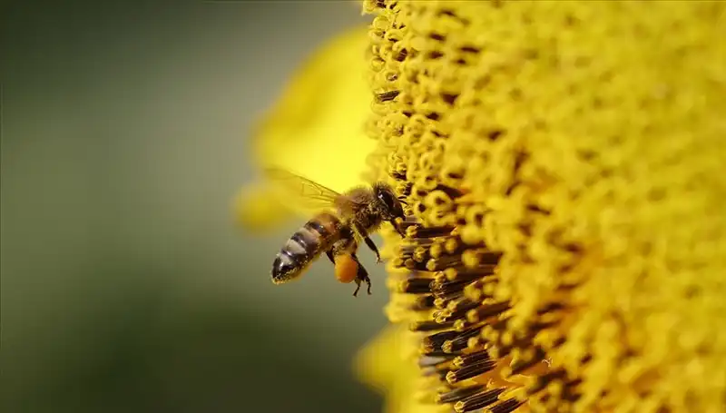 Arı Ölümlerinin Sırrı Çözüldü: Kır Çiçeklerinde Gizli Tehlike!