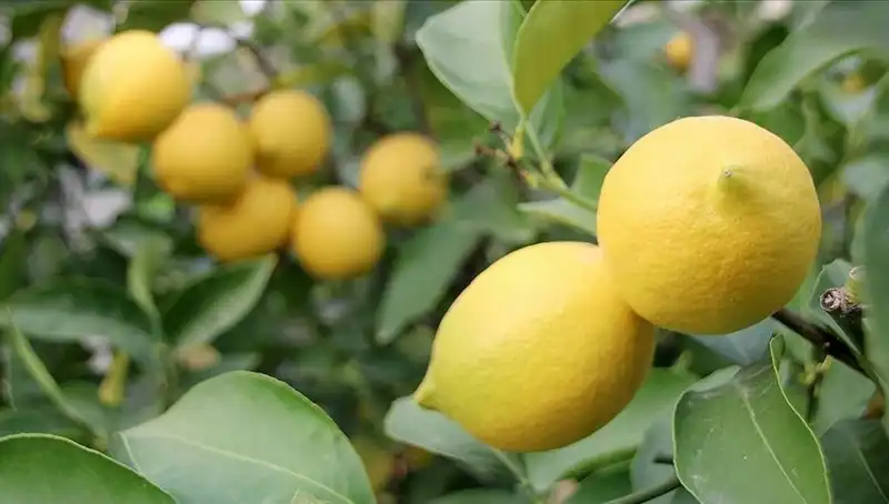 Limonun Fiyatı Neden 24 Lira Oldu? Pazarlar Şokta!