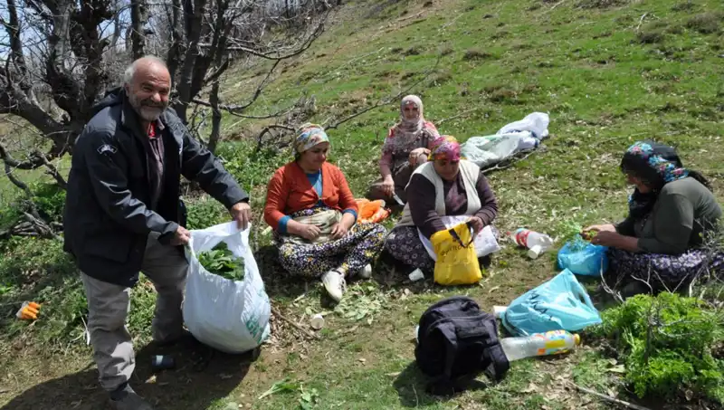 Yılın En Değerli Ürünü: Toplaması İçin 5 Saat Yürüyen Aileler