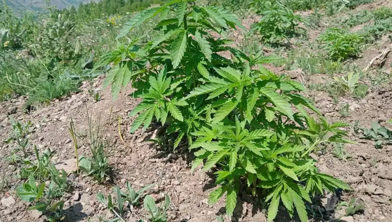 Bingöl'de Kenevir ve Kaçak Tütün Operasyonu: Yüzlerce Kilo Ele Geçirildi!