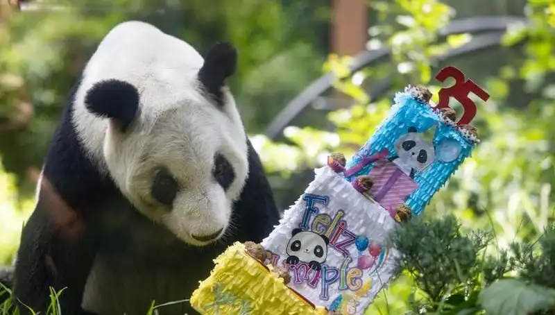 Dev Panda Xin Xin, 35 Yaşında Yaşamın Neşesini Paylaşıyor