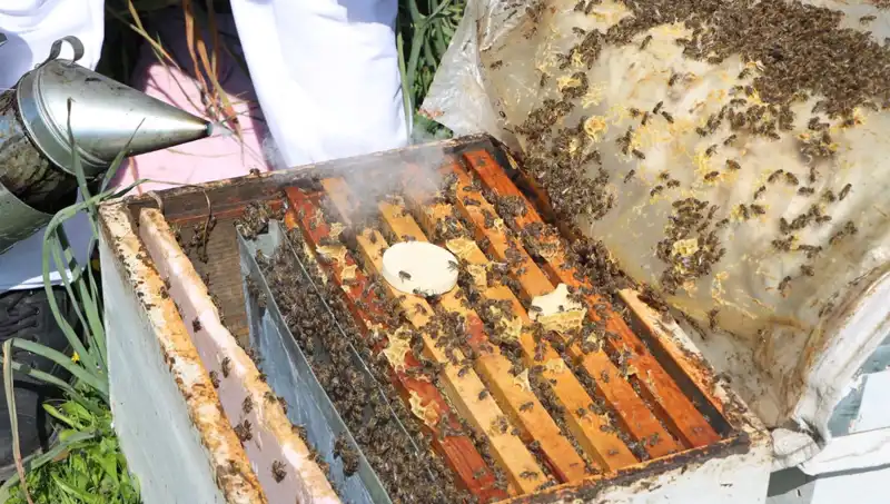 Genç Arıcı, Ata Mesleği ile Yurt Dışına Bal Satışına Başladı