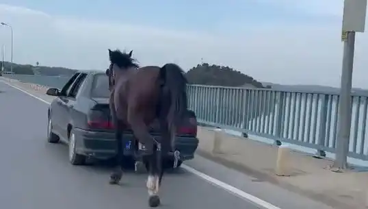 Adana'da Ata Eziyet Eden Kişi Tutuklandı: Hayvan Hakları Tartışılıyor!