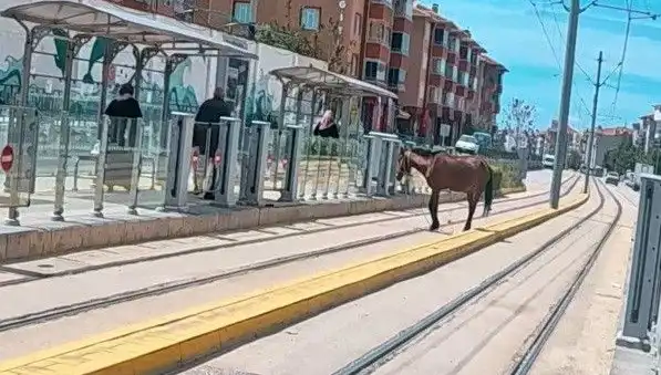 Eskişehir'de Tramvay Raylarında Başına Buyruk Bir At: Şaşkınlığın Sebebi Ne?